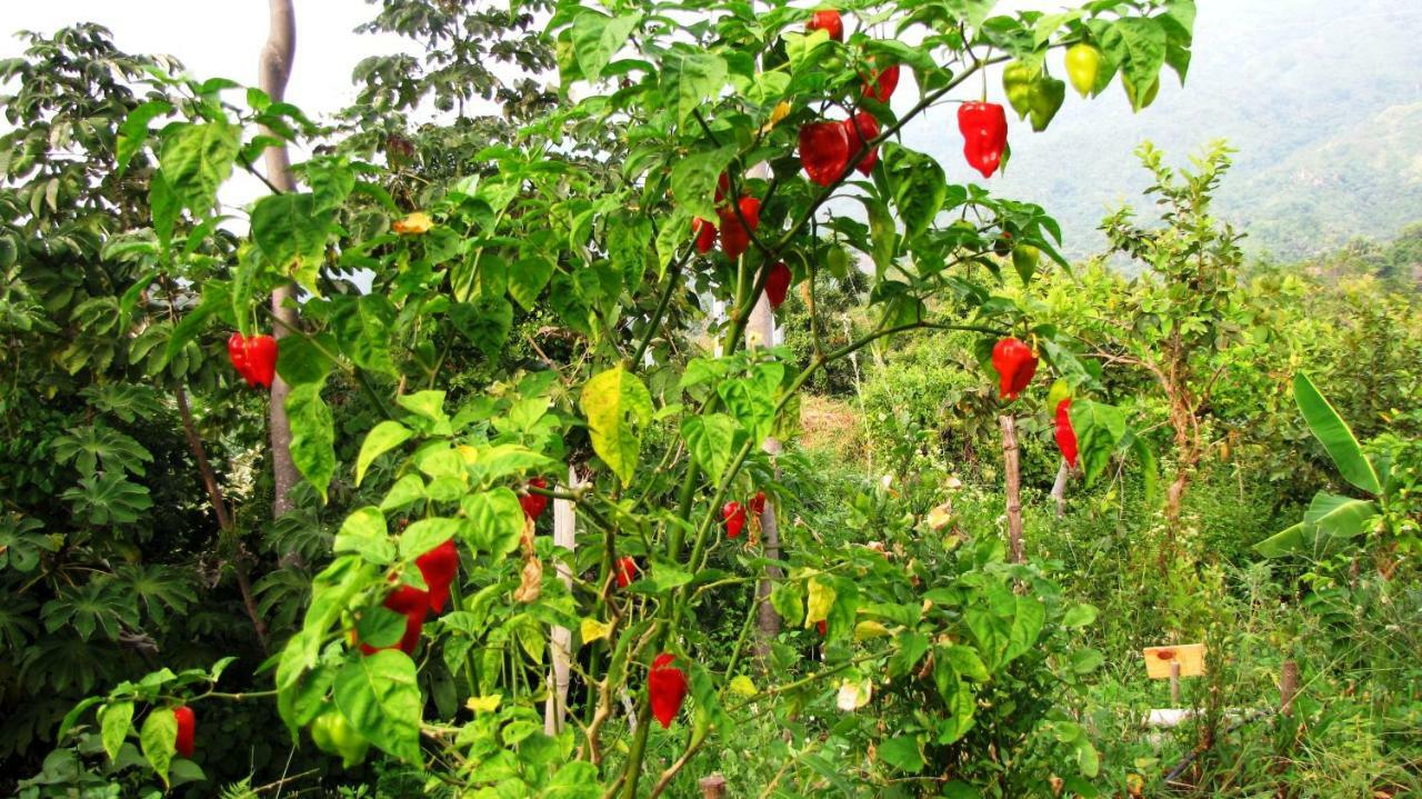 Sol De Minca Eco Lodge מראה חיצוני תמונה