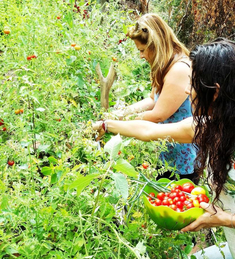 Sol De Minca Eco Lodge מראה חיצוני תמונה